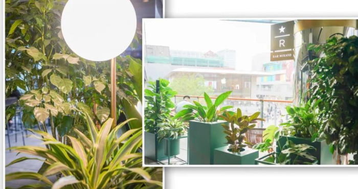 星巴克旗舰店【星巴克旗舰店和普通店的区别】