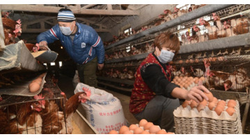 直播鸭总代理【直播鸭怎么代理】