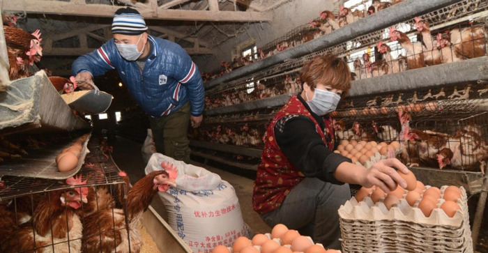 直播鸭总代理【直播鸭怎么代理】