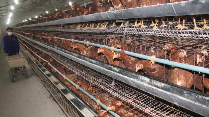 直播鸭总代理【直播鸭怎么代理】