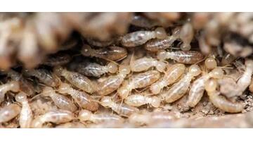 治疗白蚁的最佳方法【怎么根治白蚁】