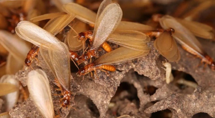 治疗白蚁的最佳方法【怎么根治白蚁】