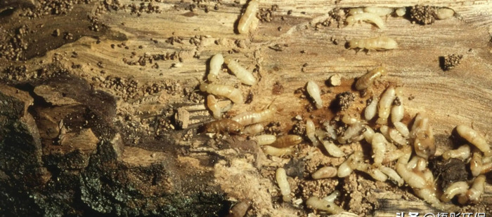 治疗白蚁的最佳方法【怎么根治白蚁】