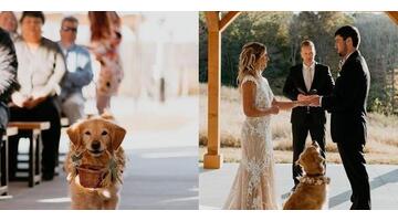 花童婚礼现场祝福语怎么说【花童婚礼上的祝福语】