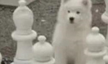 酸q和栓q的区别【酸q和拴q是啥意思】