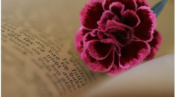 迟来的深情比草都轻贱【迟来的深情比草贱下一句是什么】