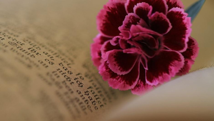 迟来的深情比草都轻贱【迟来的深情比草贱下一句是什么】