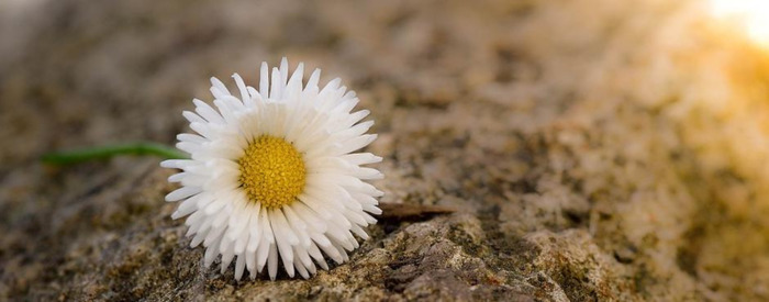 迟来的深情比草都轻贱【迟来的深情比草贱下一句是什么】