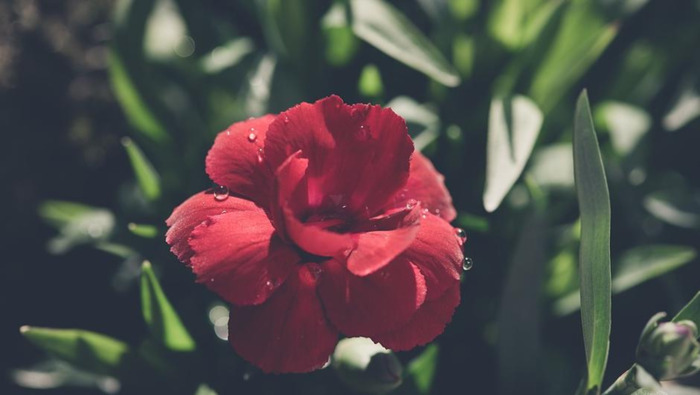 迟来的深情比草都轻贱【迟来的深情比草贱下一句是什么】