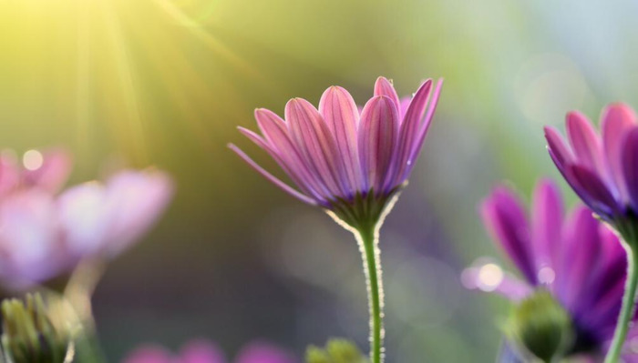 迟来的深情比草都轻贱【迟来的深情比草贱下一句是什么】