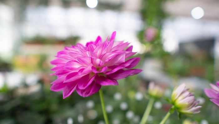 迟来的深情比草都轻贱【迟来的深情比草贱下一句是什么】