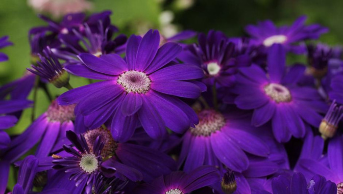 迟来的深情比草都轻贱【迟来的深情比草贱下一句是什么】