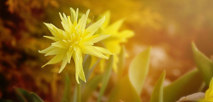 迟来的深情比草都轻贱【迟来的深情比草贱下一句是什么】