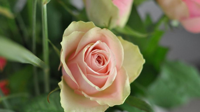 迟来的深情比草都轻贱【迟来的深情比草贱下一句是什么】