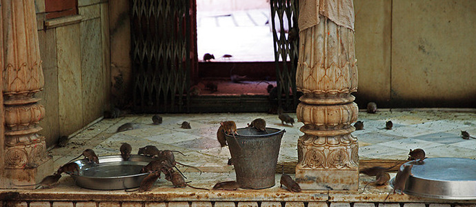 十二生肖哪个最孤独?【十二生肖谁最孤独?】