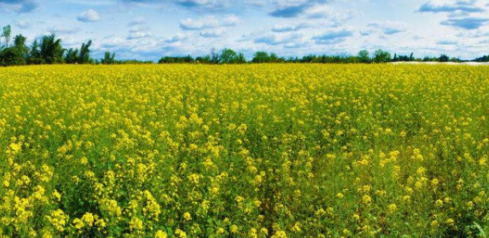 绿松石的各种颜色【绿松石的颜色是什么颜色】