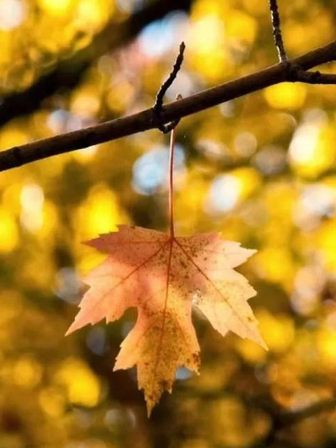 立冬七言诗句【立冬七言诗现代】