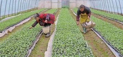 商机致富项目【暴富的项目】