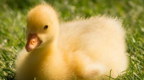 商机致富项目【暴富的项目】