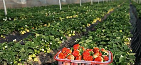 商机致富项目【暴富的项目】