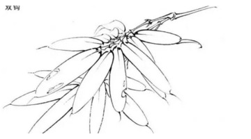 自学工笔画入门步骤【想学工笔画怎么入手】
