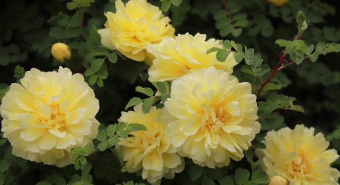 中唐诗人代表人物有谁【中唐诗人代表作】