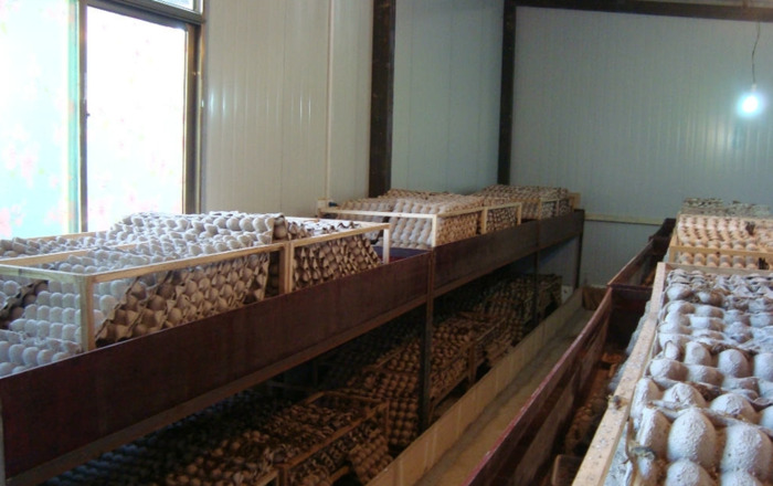 养一万只蝎子的利润【养蝎子利润多少】