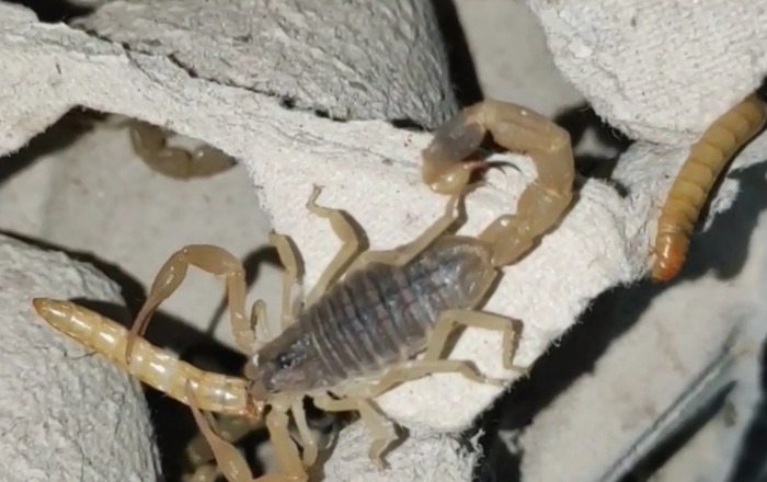 养一万只蝎子的利润【养蝎子利润多少】