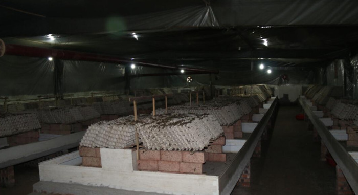 养一万只蝎子的利润【养蝎子利润多少】