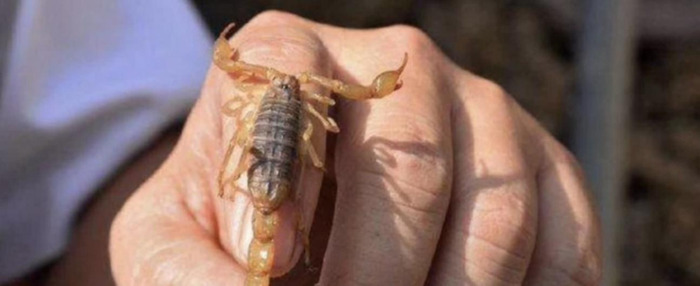 养一万只蝎子的利润【养蝎子利润多少】