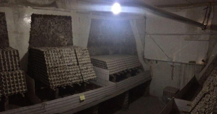 养一万只蝎子的利润【养蝎子利润多少】