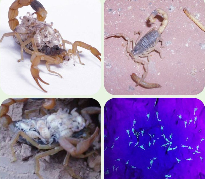 养一万只蝎子的利润【养蝎子利润多少】