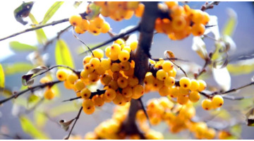 沙棘的功效及用途【沙棘的药用价值和功效】