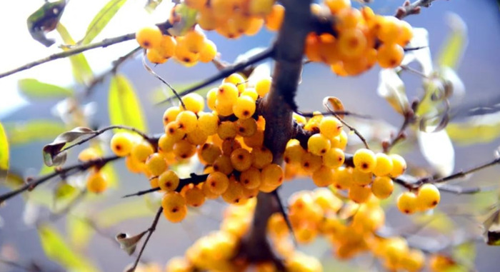 沙棘的功效及用途【沙棘的药用价值和功效】
