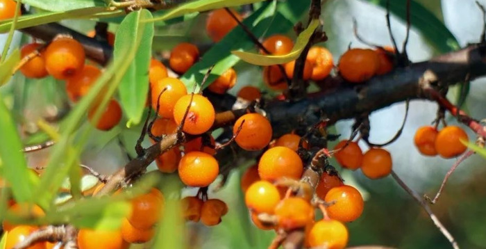 沙棘的功效及用途【沙棘的药用价值和功效】