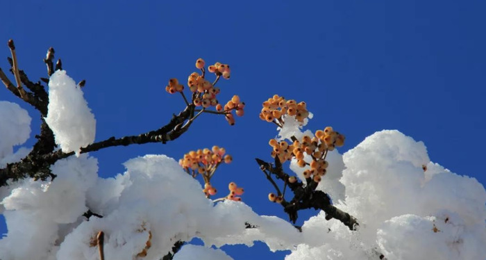 沙棘的功效及用途【沙棘的药用价值和功效】