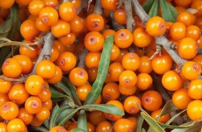 沙棘的功效及用途【沙棘的药用价值和功效】