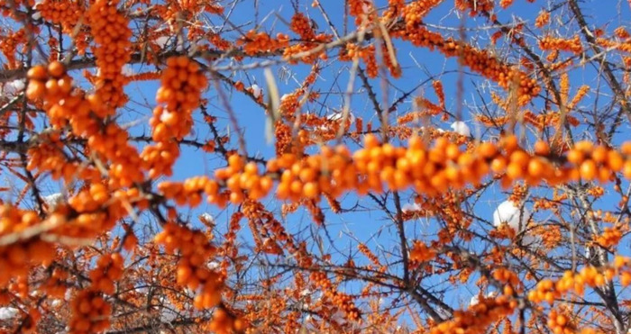 沙棘的功效及用途【沙棘的药用价值和功效】
