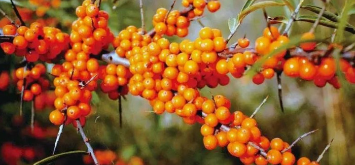 沙棘的功效及用途【沙棘的药用价值和功效】