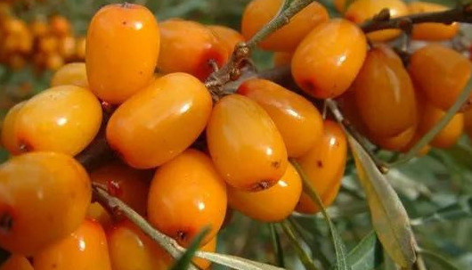 沙棘的功效及用途【沙棘的药用价值和功效】