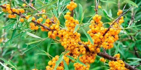 沙棘的功效及用途【沙棘的药用价值和功效】