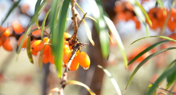 沙棘的功效及用途【沙棘的药用价值和功效】