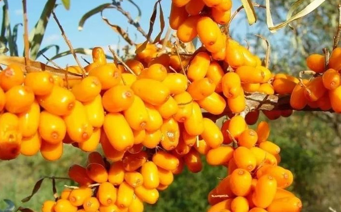 沙棘的功效及用途【沙棘的药用价值和功效】