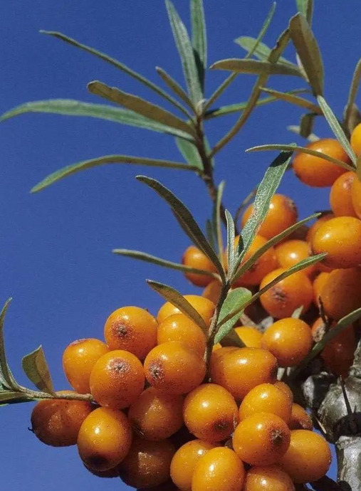 沙棘的功效及用途【沙棘的药用价值和功效】