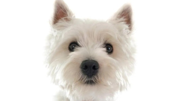 西高地真的不是随便养养【养西高地的好处和坏处】