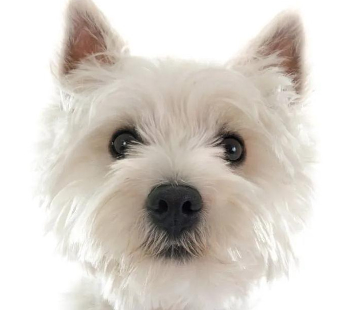 西高地真的不是随便养养【养西高地的好处和坏处】