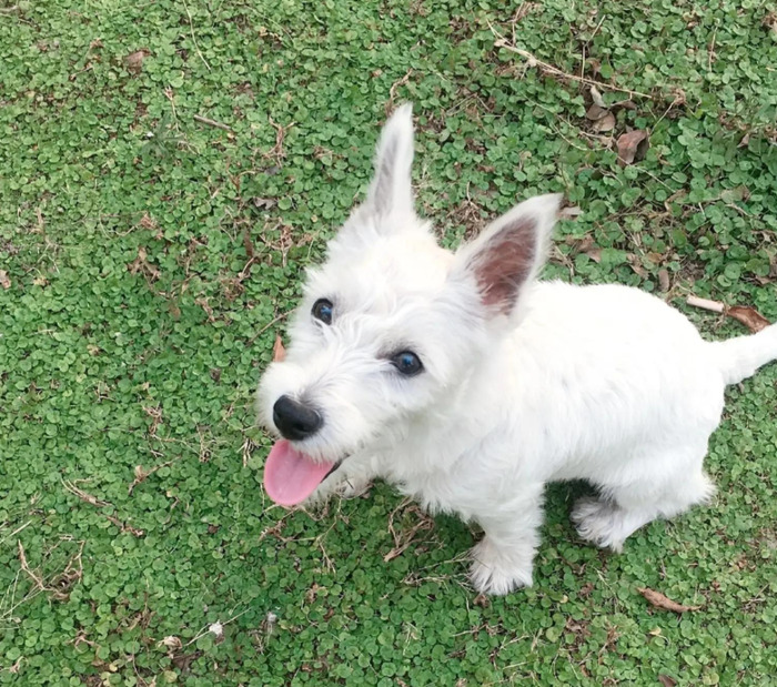 西高地真的不是随便养养【养西高地的好处和坏处】