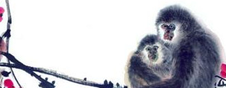 猴和蛇在一起对谁不好【蛇与猴在一起合不合】