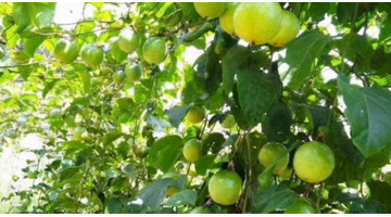 百香果市场价多少钱一斤【百香果市场多少钱一斤】