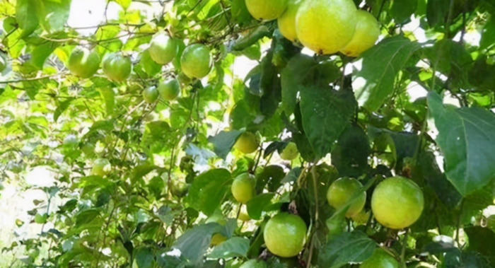 百香果市场价多少钱一斤【百香果市场多少钱一斤】